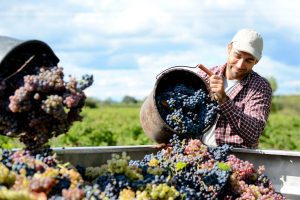 vineyard worker harvesting grapes
